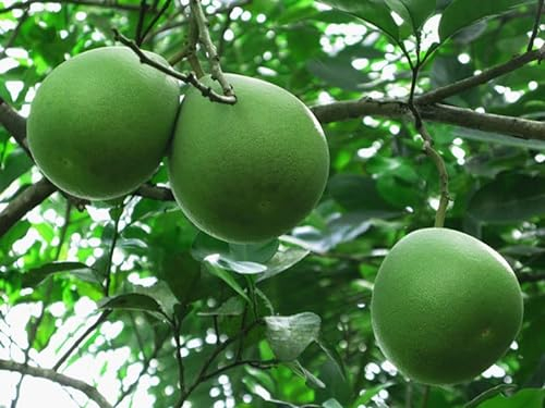 Nuovo Pomelo semi di frutta 10 pezzi