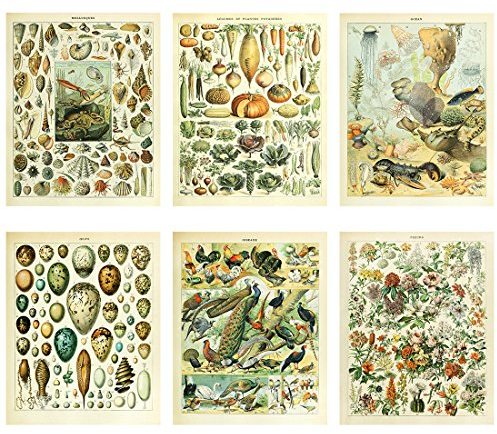 Botanik & Biologie Poster Set Poster Druck Wissenschaftliche Illustrationen mit Meereslebewesen Muscheln Gemüse Vögeln Wanddekoration für Labor Küche Wohnzimmer (6er Set)