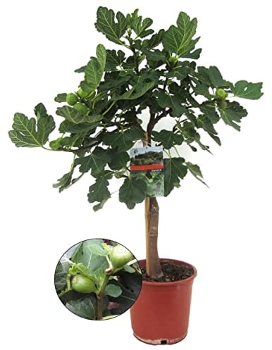 Plant in a Box - Ficus Carica - Figuier - Pot 21cm - Hauteur 70-90cm