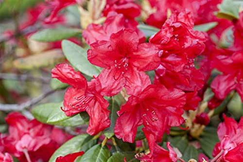 Rhododendron yakushimanum 'September Red' 50-60 cm - Rhododendron, rote Blüten, Blütezeit September, ideal für Kübel, winterhart und pflegeleicht