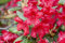 Rhododendron yakushimanum 'September Red' 50-60 cm - Rhododendron, rote Blüten, Blütezeit September, ideal für Kübel, winterhart und pflegeleicht