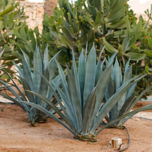 150 Pcs Agave Pflanze Samen - Garten Geschenke Für Frauen, Kräuter Samen Sukkulenten Samen - Agave Americana - Garten Geschenk, Pflanzen Für Draußen Winterhart Winterharte Kübelpflanzen,
