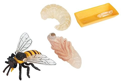 WEKAMOS Junge Mädchen Lernspielzeug Bienen Lebenszyklus Modell Pädagogisch Realistische Insekten Figuren Aus Leichtem Kunststoff Für Frühe Naturerfahrung Und Kindertagesstätten