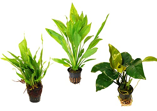 Zoomeister - 3 schöne Töpfe für Barsch-Aquarien: Anubias, Javafarn, Schwertpflanze