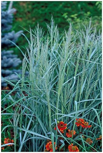 Stauden Gänge 1 x Panicum virgatum 'Prairie Sky' blaue Rutenhirse | Blaues Ziergras für Sonne, Blüte August bis Oktober, mehrjährig, 1 L Topf (11x11 cm)