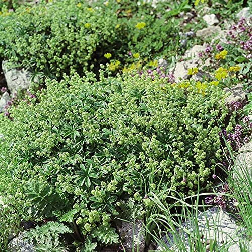 Alpen-Frauenmantel/Alpen-Silbermantel - Alchemilla mollis - anspruchsloser, schattenverträglicher Bodendecker - 1 Pflanze im 9 cm Topf von Garten Schlüter - Pflanzen in Top Qualität