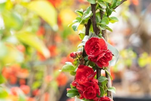Zierquitte 'Scarlet Storm' 40-60 cm Topf Chaenomeles winterhart Sichtschutz