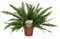 Schwertfarn - Nephrolepis Green Lady - Zimmerpflanze - Ø17cm - 40cm