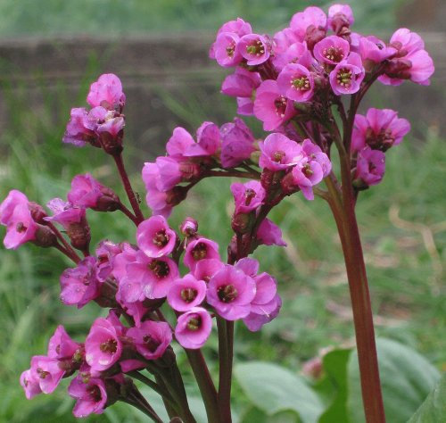 Bergenia Cordifolia 15cm Pot Size