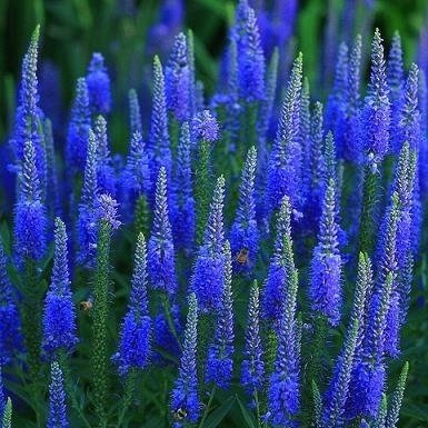 Spike Speedwell Samen - Veronica spicata