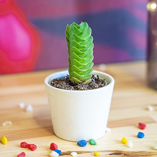 Insolito Crassula Buddha Tempio Pianta Grasse Casa Pianta In Ceramica Vaso Ufficio 7cm