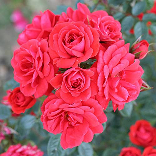 Rose ‘Birthday Wishes’ Rosa Patio Shrub Rose Potted Plant Hardy Shrubs Summer Flowering Garden Plants Scented Orange Red Flowers for Pots, Beds and Borders 1 x 3-Litre Pot by Suttons