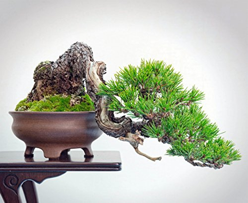 Japanische Rotkiefer 40 semi-Pinus densiflora-Bonsai