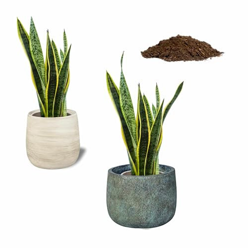 SMPLY. Pack 2 Plantas Sansevieria Natural, Interior o Exterior, Maceta Ø12cm -Incluye Saco 10L Sustrato Universal - Maceta de Ceramica NO Incluida.