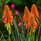 semi di giglio torcia - Kniphofia uvaria piante da interno fiori balcone decorazione ufficio giardino resistenti prato 300pcs
