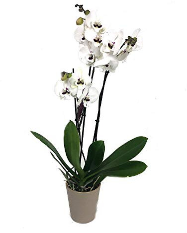 ORQUÍDEA NATURAL PHALAENOPSIS BLANCA Y PUNTOS 75CM 2-3 TALLOS M12