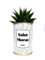 Styley - Salut Morue - Plante grasse et cactus en pot - plante d'interieur - Fasciata - Idéal Cadeau de Noël