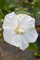 Hibiskus 'Eleonore' (Hibiscus syriacus) - Winterharte Gartenpflanze, Blütenstrauch, C5 Topf, 40-60cm Wuchshöhe