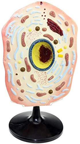 Anatomy Model Mobile - Model of Animal and plant cells - Microscopic Model Structure Model of Cells Cell Structure size - Model for Physician,Animal Anatomy Teaching Model