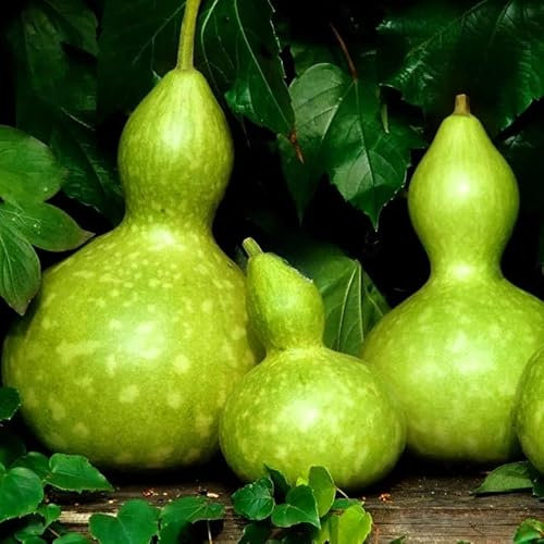 Large Bottle Gourd - Squash - 10 Seeds + Plant tag + Freebie - Cucurbita Pepo - Birdhouse - Climber