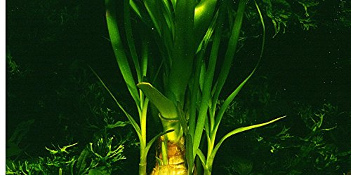 MUTTERPFLANZE Thailändische Hakenlilie - Wasserlilie / Crinum thaianum
