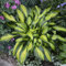 Rara pianta perenne grande bulbo hosta verde che decora il patio-2Bulbis,B