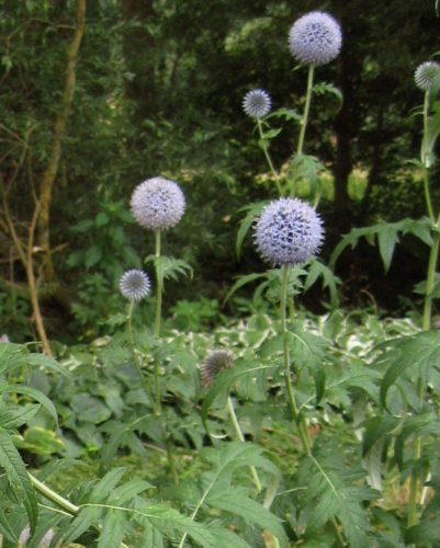 Staudenkulturen Wauschkuhn Echinops ritro - Kugeldistel - Staude im 9cm Topf