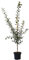 Pflaumenbaum Hauszwetsche Zwetschenbaum Pflaume Buschbaum 110-140 cm 9,5 Liter Topf, St. Julien A