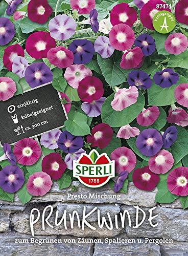 Prunkwinden SPERLI's Presto Mischung