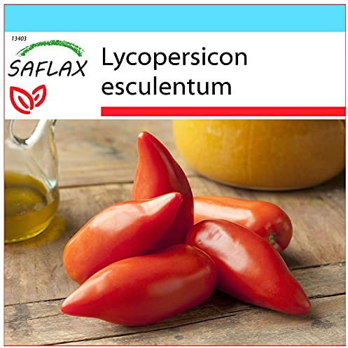 SAFLAX - Gift Set - Tomato - Cornue des Andes - 10 Seeds - Lycopersicon esculentum
