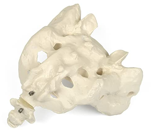 3B Scientific Menschliche Anatomie - Kreuzbein mit Steißbein + kostenlose Anatomie App - 3B Smart Anatomy