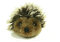 Teddys Rothenburg Kösen, Igel, 7 cm, liegend, braun/grau, Plüschigel