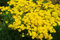 Steinkraut gelb 100 samen, Alyssum -Das Steinkraut darf in keinem sonnigen Garten fehlen !