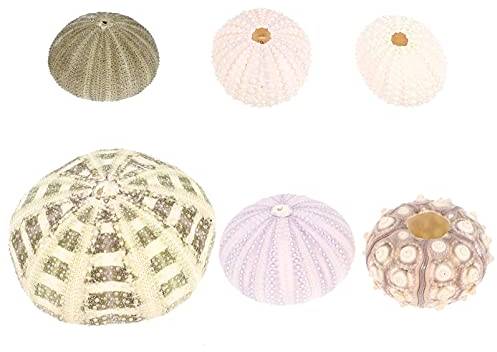 Luftpflanzen Halter Seeigel Muscheln Deko: 6PCS Hängeampel Blumentopf Luft Pflanzen pflanztöpfe Natürliches MuschelnTillandsia Halter Blumen Pflanzen Display Dekoration