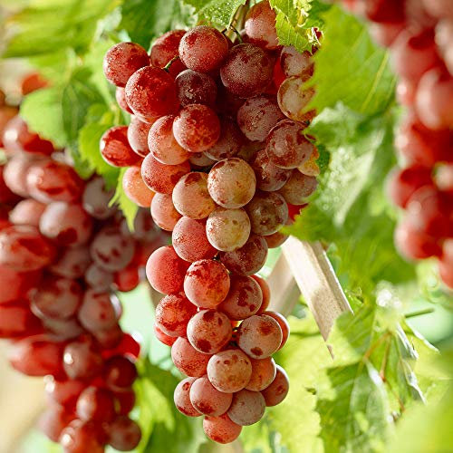 Grape Vine Vitis Red Deciduous Climbing Fruit Plant Hardy Outdoor Garden Shrub