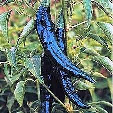 Genipap 30 Pasilla Bajio Chile Semillas de pimiento