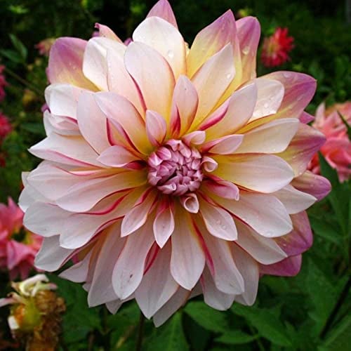 Dahlien Knollen Hydroponik - Seltene Pflanze Zwiebeln Serie - Dahlia Dahlie Hochbeete FüR Garten Blumenzwiebeln MehrjäHrig Winterhart BlüTen Blumen Deko Geschenk Flower Indoor Balkon 5Stück