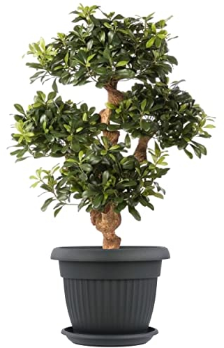 botle Pot de fleurs rond et soucoupe pour exterieur - Dimensions : 45 cm x 35 cm - Volume : 27 l - Couleur : anthracite - Plastique - 8 grands pots de fleurs traditionnels