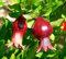Semi Nano melograno Buono pianta commestibile di frutta Evergreen 1M Arbusto:Seeds Only