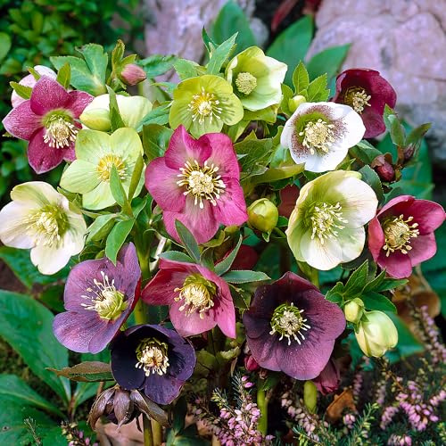 GardenersDream 3x Helleborus Pflanzen im Topf – Christrosen Farbenfrohe Gartenpflanzen – Winterblühende Mehrjährige Outdoor-Sträucher für Schattengärten (inkl. 11 cm Topf)
