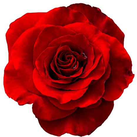 King Charles III Coronation Climbing Rose Plants, 'Paul's Scarlet', 1 x Full Plant in 5 Litre Pot, Rose Bush, Garden Ready and Ready to Plant, Premium Quality Roses