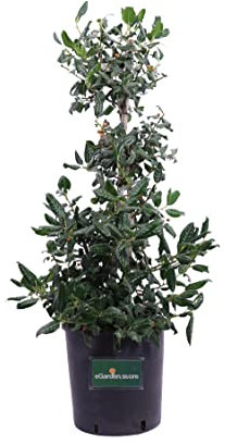 Pianta di Agrifoglio Pianta di Ilex Nellie Stevens Pianta vera alberello di Agrifoglio pianta da esterno pianta ornamentale di Agrifoglio venduta da eGarden.store