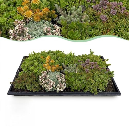 GreenboutiQ - Bodendecker - Winterhart - Sedummatte - Besteht aus 10 Sorten - X4 - Wenig Pflege - Länge 50cm Breite 30cm