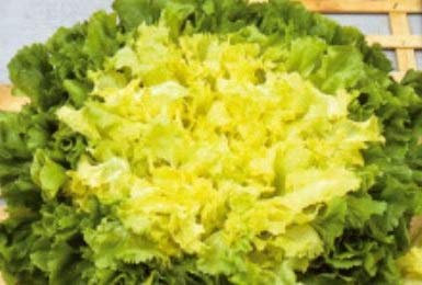 Pcs - 20x Endive Eminence - Endive Seeds Vegetables KS567 - Seeds & Plants Shop by Ipsa