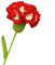 JOPOYOCO Blumen zum Muttertag, 1 Stück gestrickt künstliche Wolle Nelke für Geschenk Hochzeit Bouquet Jahrestag Frauentag und Muttertag (Rot)