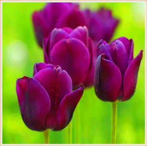 Tulpenzwiebeln-Winterhart MehrjäHrig,Tulpen Pflanzen,Tulpenzwiebeln Winterhart Aus Holland,Tulpenzwiebeln Winterhart,In Töpfe Pflanzen,Bonsai Pflanze,Zuverlässiger Verkäufer-3zwiebeln-c