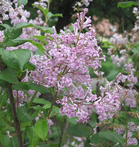 Ungarischer Flieder 60-80cm - Syringa josikaea - Gartenpflanze