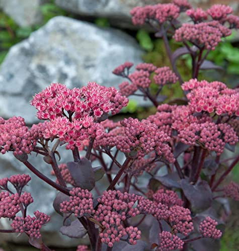Fetthenne Thunderhead - Sedum cultorum - lebende Gartenpflanze aus den Baumschulen