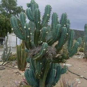 Halbblauer Flammenkaktus (Myrtillocactus geometrizans) 40 + Halb