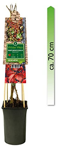 mgc24 Kletterpflanze Sichtschutz Heckenpflanze Rankpflanze Parthenocissus quinquefolia, Engelmannii, selbstklimmender Mauerwein im 2l-Container 1 Pflanze